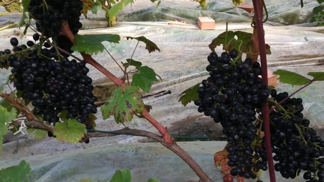 Красень, раннесредний красновинный кишмиш смотреть онлайн