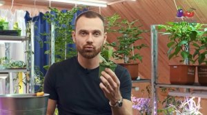 Особенности выращивания рассады эустомы. Перевалка