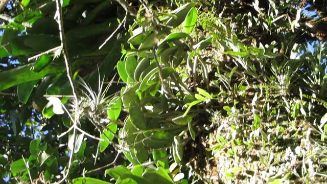 Cattleya forbesii Lindl. em Santa Catarina nas baixadas alagadas. смотреть онлайн