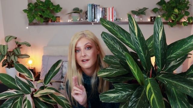 The Calathea Magicstar Vs Triostar: Why your Calathea "Triostar" isn't variegated смотреть онлайн