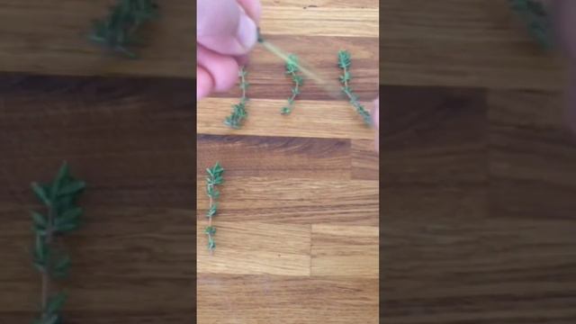 Growing Thyme from Cuttings EASY Way #gardening