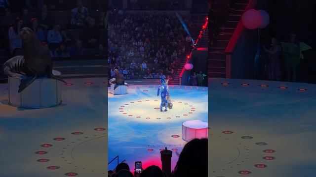 Сходили в цирк. Как относитесь к животным в цирке? смотреть онлайн