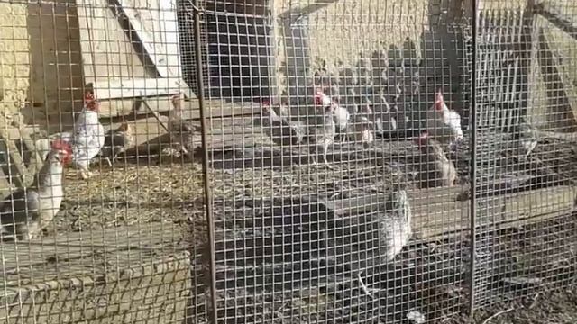 Подводим итог содержания кур Борковская. смотреть онлайн