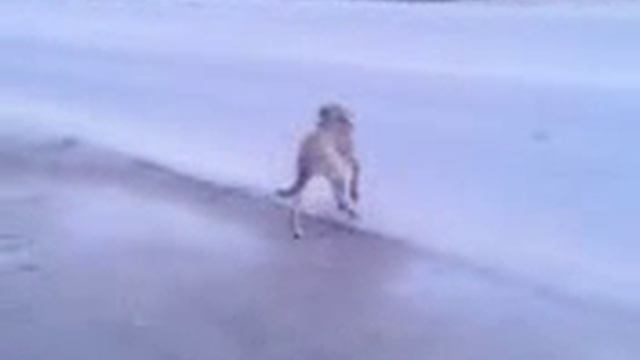 Гайда хочет достать косточку смотреть онлайн