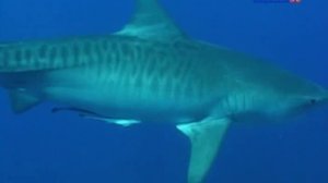 Акулы атакуют