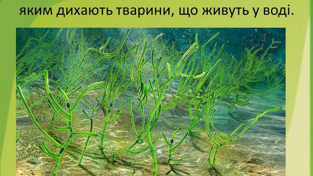 Урок 52   МОРЕ — ПРИРОДНЕ УГРУПОВАННЯ. ЯДС за підручником Жаркової І.