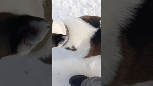 Команда «Рядом» #воспитание #консультация #коррекция #дрессировка #зоопсихолог #собаки смотреть онлайн