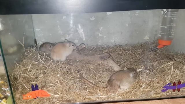 МОНГОЛЬСКИЕ ПЕСЧАНКИ. РЫЖАЯ ТВАРЮГА Ч.2
