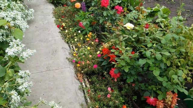 Новые краски в саду у Людмилы Ивановны в августе. Обзор сада на 6 сотках. смотреть онлайн