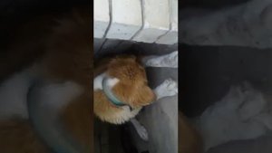 Собака ест своих щенков