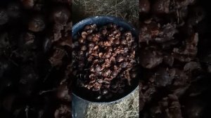Подвои для груши. Заготовка семян.