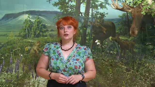 Рубрика "Незнакомые знакомцы". Колокольчик персиколистный смотреть онлайн