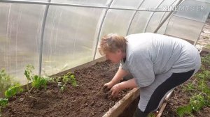 Как посадить Переросшие Томаты в Теплицу! Лайфхак от мамы