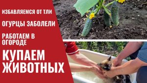 У НАС ЖАРА. КУПАЕМ ЖИВОТНЫХ / Работа в огороде / Травим тлю / Огурцы заболели / Загородная жизнь