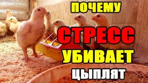 Почему СТРЕСС убивает кур и цыплят. Бывает ли стресс у кур?