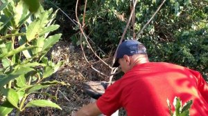 Измельчитель AL-KO LH 2800 Easy Crush тестирование в саду.