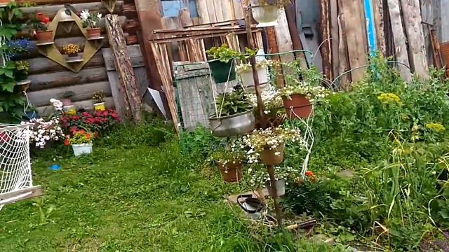 Комнатные растения🍀🌿мое черенковое богатство🌿