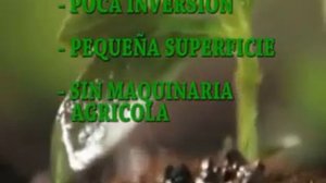 INVIERTA EN EL CULTIVO DE STEVIA EN BOLIVIA