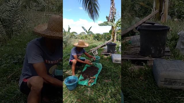 harvesting a ginger planted in pots
