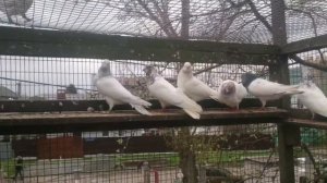 арабы в казани о.печугина/about the pigeons of Russia/über die Tauben von Russland