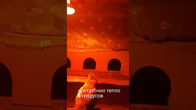 Бюджетный сарай в морозы