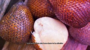 🔴 Snake fruit • Amazing Benefits of Snake fruit || Plant World