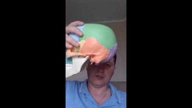 Понятная остеопатия. Вдовий горбик - есть еще кое что, кроме жира