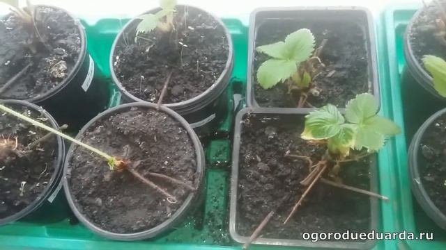 Продолжаю эксперимент по выращиванию клубники на подоконнике
