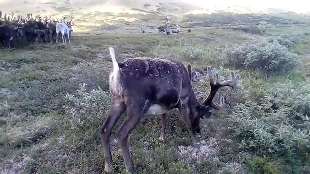 Олень нашел соленный мох смотреть онлайн