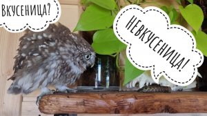 Сыч Лучик и не очень страшная, но подозрительная гусеница-невкусеница