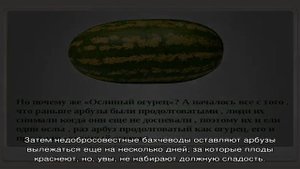 Что означают желтые и белые прожилки в мякоти арбуза?