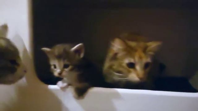 Мохнатый актер, у которого еще нет «Оскара»