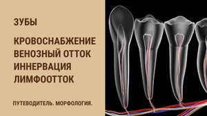 Кровоснабжение зубов. Венозный отток от зубов. Иннервация зубов