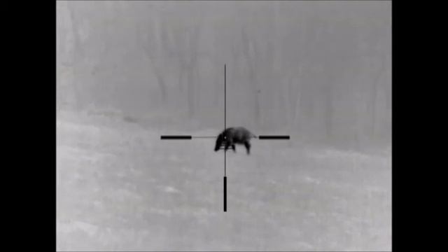 Apex XD75. Охота на кабана. смотреть онлайн