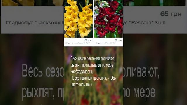 Гладиолусы. Непередаваемая Гамма Всевозможных Цветов И Оттенков