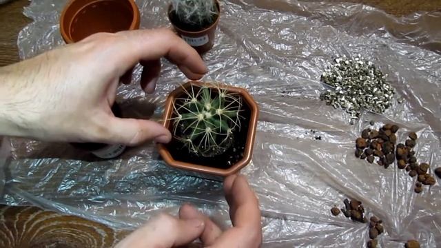 Правильная пересадка кактусов/Correct transplantation of cacti смотреть онлайн