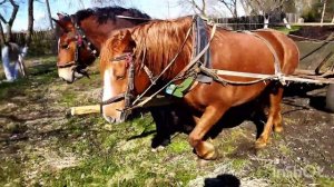 ЛОШАДИ В РАБОТЕ/ВОЗИМ НАВОЗ/horses at work