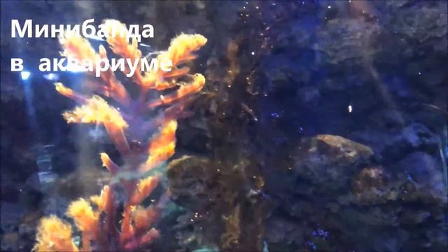 Аквариум в Дубаи смотреть онлайн