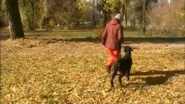 Cоревнования и показательные выступления по танцам с собаками 19,20/10/13 смотреть онлайн