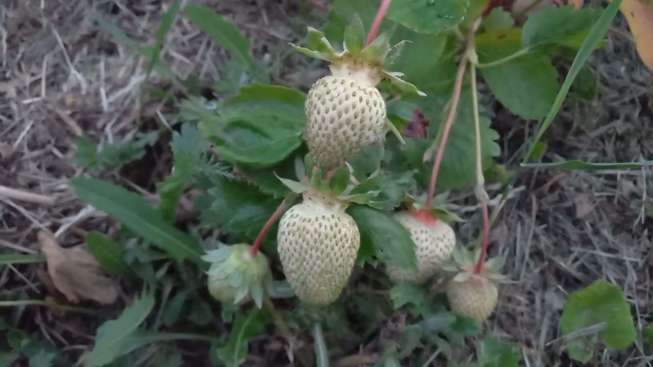 Отличный урожай клубники M6xsNey2SXY смотреть онлайн