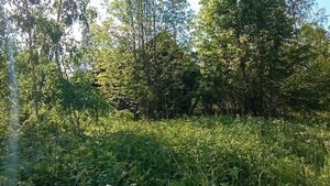 В заброшенной деревне Ивановской области. Руины Покровской церкви.