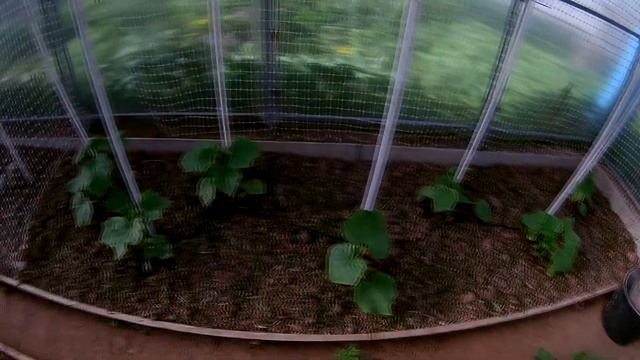 Подкормка табака после высадки смотреть онлайн