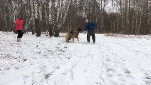 Дрессировка Кавказской овчарки
