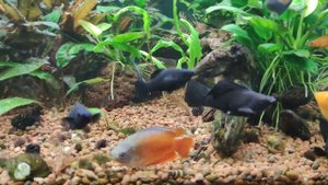 Мой аквариум 300 литров 01.11.2023 с живородками, данио, лялиусами, коридорасами