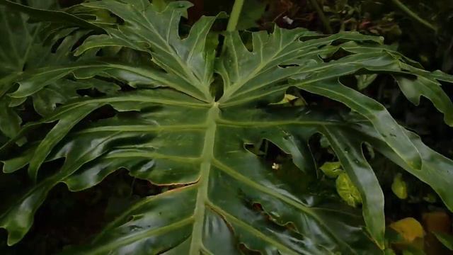 Что такое Пасха? Евгений Бахмутский. смотреть онлайн