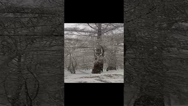 Снег кружится, летает- летает!