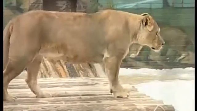 Волк и пятеро поросят... родились в челнинском зоопарке! смотреть онлайн