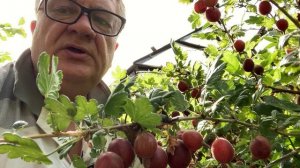 Самый любимый крыжовник - Финик!