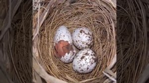 КАК РОЖДАЮТСЯ ПЕРЕПЕЛА