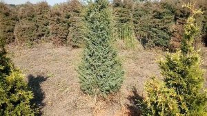 Можжевельник Колоновидный | Plante.md